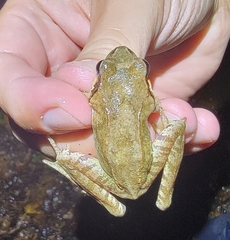 Rana dybowskii