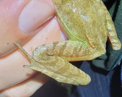 Rana dybowskii