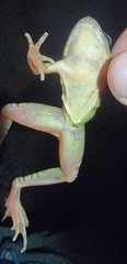 Rana dybowskii