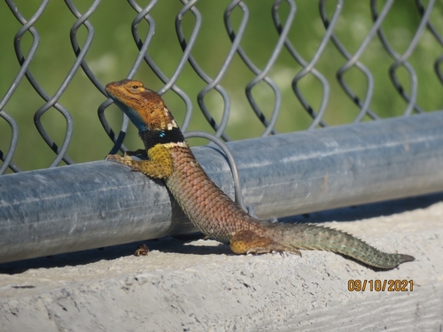 Rough-scaled Lizard, Sceloporus serrifer