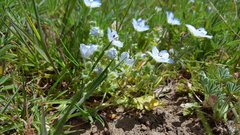 Nemophila menziesii integrifolia