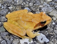 Rana dybowskii