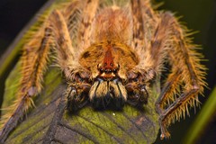 Heteropoda davidbowie