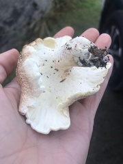 Albatrellus avellaneus