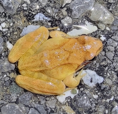 Rana dybowskii