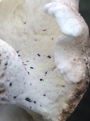 Albatrellus avellaneus