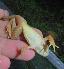 Rana dybowskii