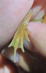 Rana dybowskii