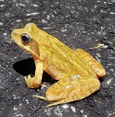 Rana huanrensis