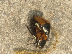 Campsiura mirabilis