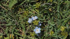Nemophila menziesii integrifolia