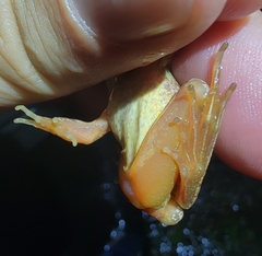 Rana huanrensis