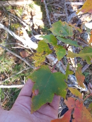 Acer rubrum image