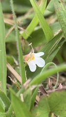 Torenia polygonoides
