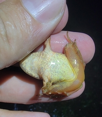 Rana huanrensis