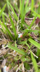 Torenia polygonoides