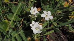 Nemophila menziesii integrifolia