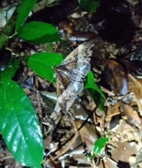 Ischyja manlia