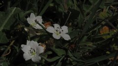 Nemophila menziesii integrifolia