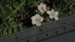 Nemophila menziesii integrifolia