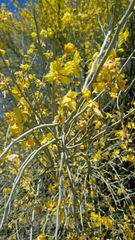 Parkinsonia florida