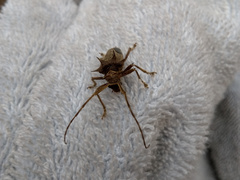 Megabasis speculifera