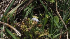 Nemophila menziesii integrifolia