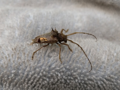 Megabasis speculifera