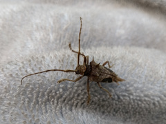 Megabasis speculifera