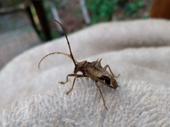 Megabasis speculifera