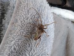 Megabasis speculifera