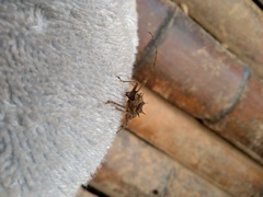 Megabasis speculifera