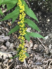 Solidago