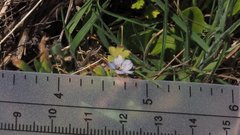 Nemophila menziesii integrifolia