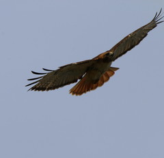 Buteo jamaicensis