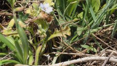 Nemophila menziesii integrifolia
