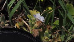 Nemophila menziesii integrifolia