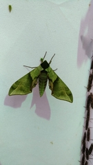 Callambulyx tatarinovii