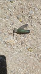 Trochilidae