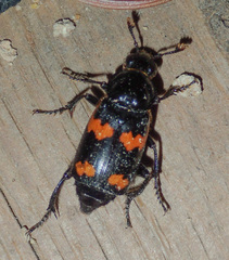 Nicrophorus sayi