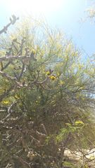 Cylindropuntia thurberi versicolor