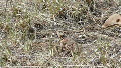 Phrynosoma hernandesi