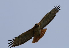 Buteo jamaicensis