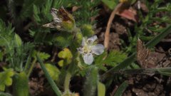 Nemophila menziesii integrifolia