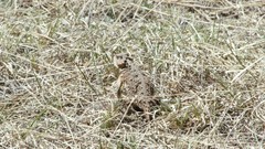 Phrynosoma hernandesi