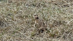 Phrynosoma hernandesi