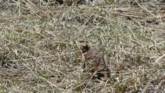 Phrynosoma hernandesi