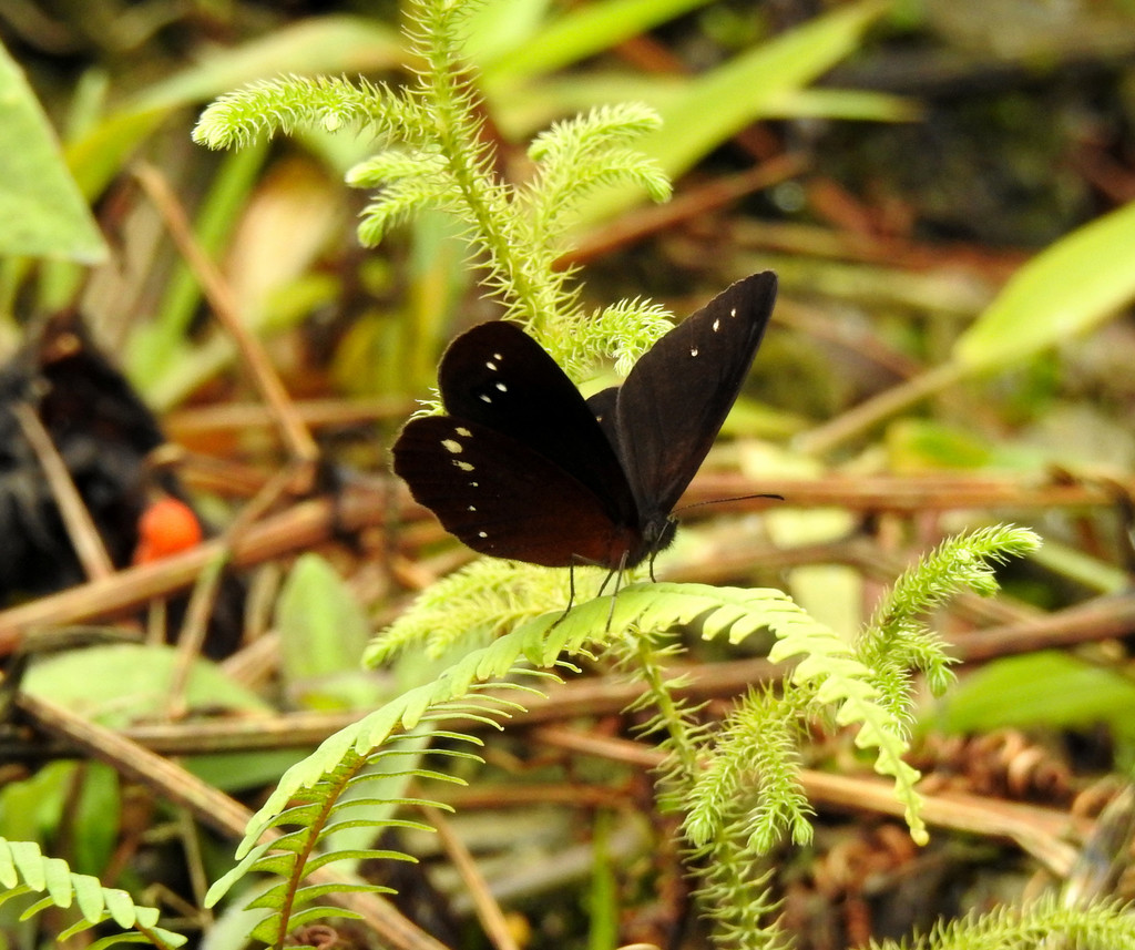 Lymanopoda affineola