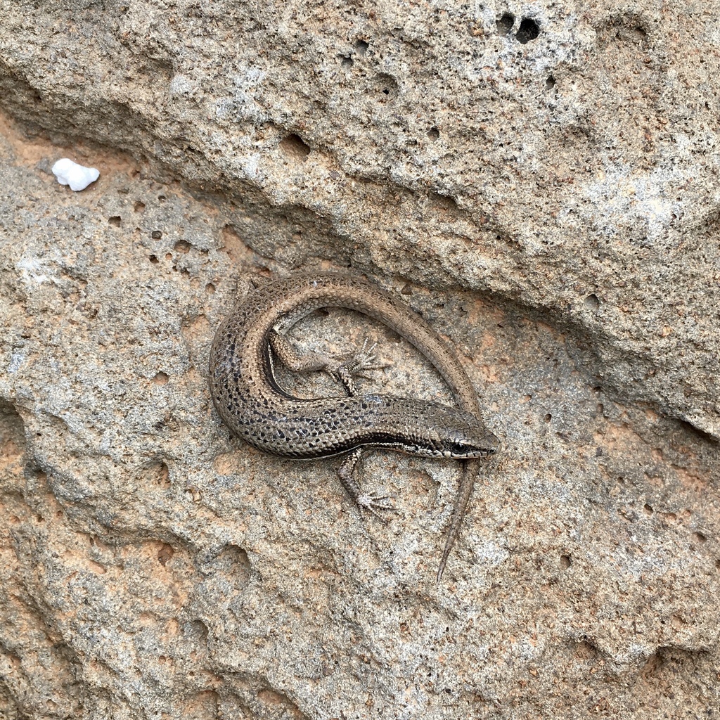 South-Eastern Morethia Skink