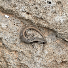 South-Eastern Morethia Skink photo 1